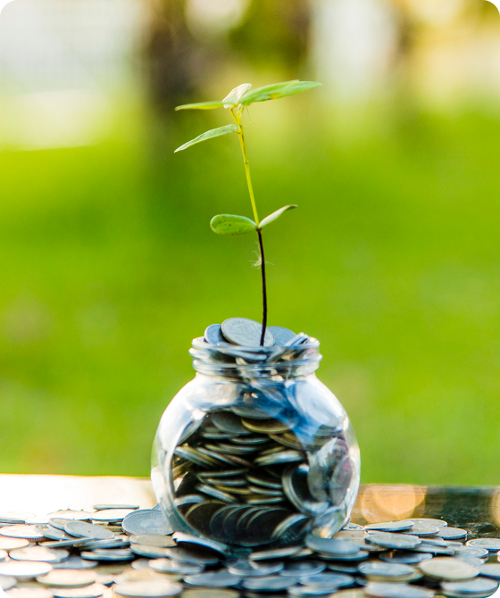 Plant growing in coin jar